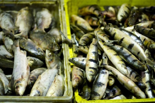 Julia Rettmann|Estadão Banca de peixes no mercado Ver-o-peso, em Belém