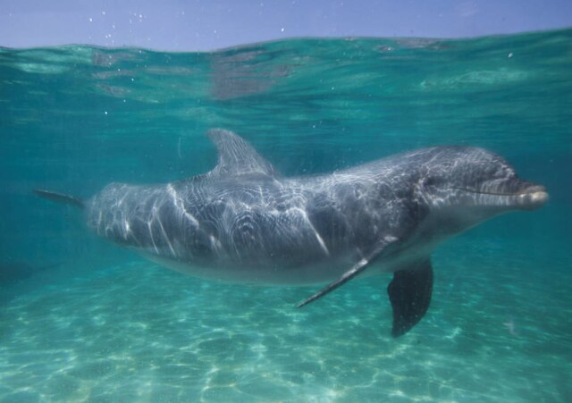 Mike Blake/Reuters Golfinho em piscina no parque temático SeaWorld em San Diego.