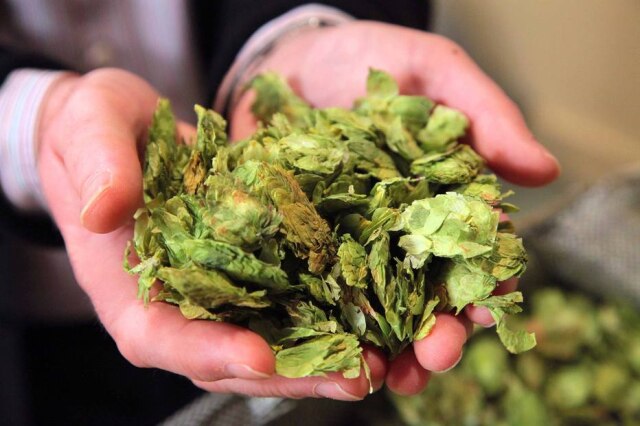 Jim Wilson/NYT Lúpulo. São quase 300 variedades diferentes da flor que dá amargor e aroma à cerveja
