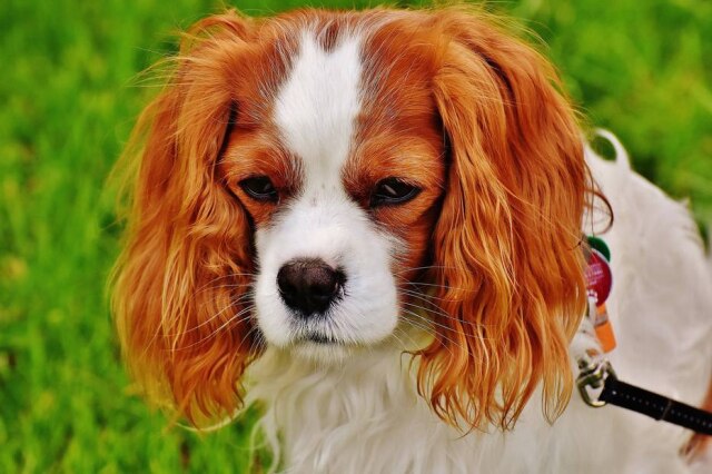 Pixabay Cavalier pode sentir dores pelo formato do crânio e das orelhas.