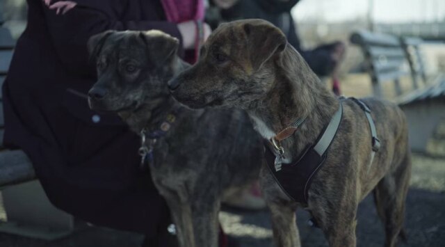 YouTube/Embark Vet Ollie e Daegyeon