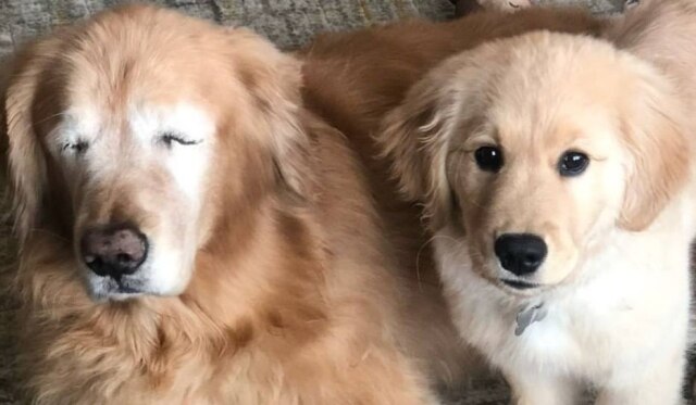 Instagram / @charlieandmav Charlie e Maverick