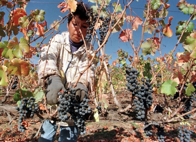 Martin Thomas A uva Carmenère, apesar da origem francesa, é emblemática no Chile