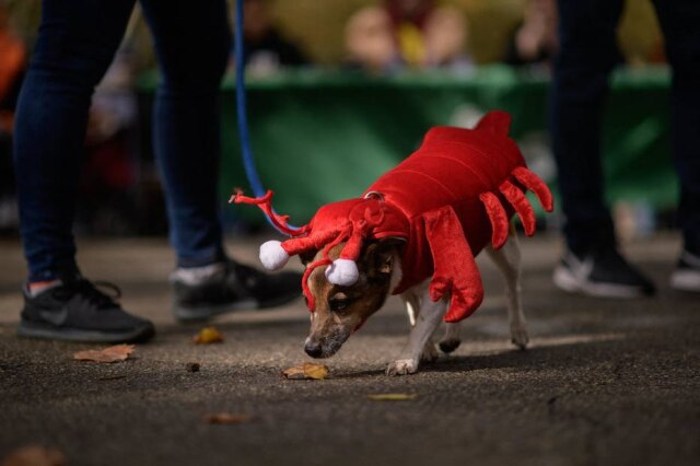 Ed Jones/ AFP Foto tirada em outubro de 2021, no 23º Concurso Anual de Fantasia de Filhotes de Cachorro, no parque Fort Greene, no Brooklyn, Nova York.