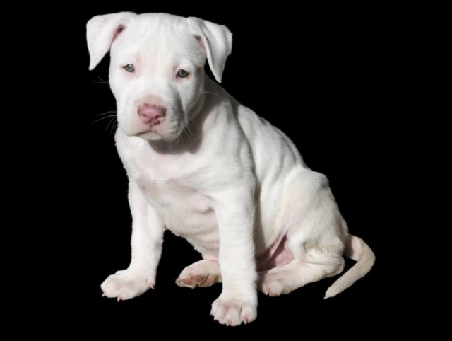 Pixabay / RescueWarrior Catalina tem 9 meses