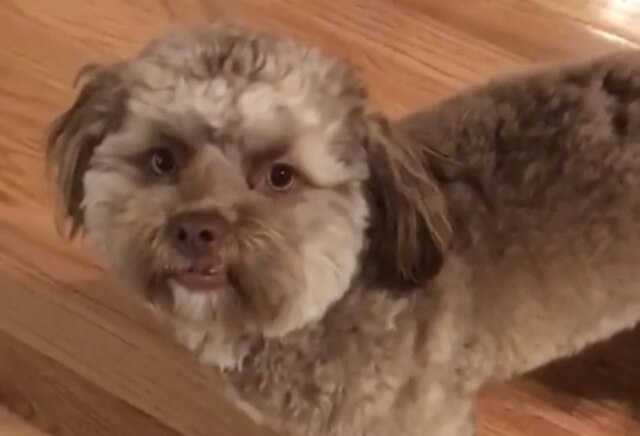 Facebook/chantal.desjardins Cachorro humano? Internautas acreditam que esse cãozinho tem uma face parecida com a de um homem.