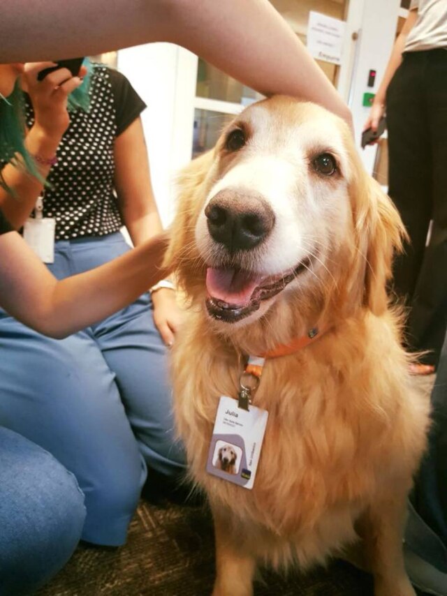 Facebook/EllenKiss Cão-guia ganhou crachá de empresa na qual seu dono trabalha.