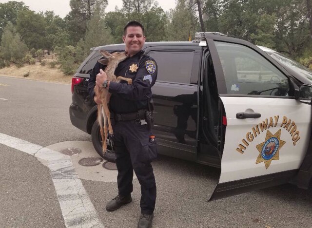 California Highway Patrol via AP A patrulha rodoviária da Califórnia resgatou um filhote de cervo que tentava escapar dos incêndios que estão se alastrando pelas florestas do estado