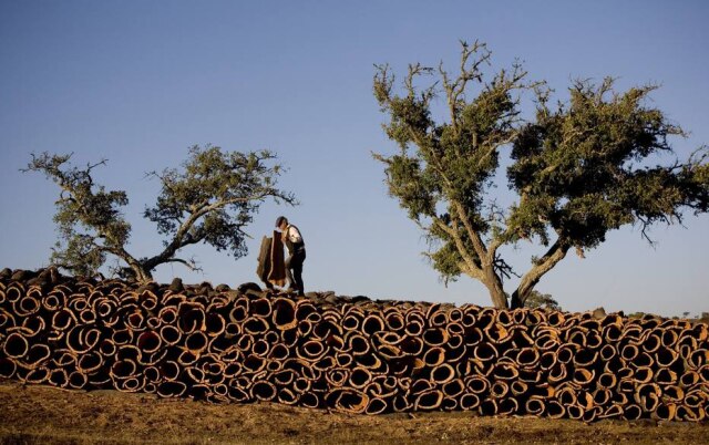Nacho Doce/Reuters Rolinhos. Assim que são tiradas das árvores, as placas de cortiça seguem o formato curvo do tronco. Depois de cozidas, ficam retas.