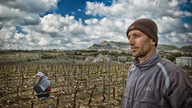 Divulgação Trabalhador em vinhedo da Domaine Bargylus, em Lattakia, Província mediterrânea na Síria