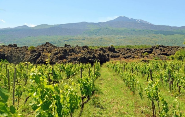 Alfonso M. Cevola|NYT O cenário das vinícolas da região é marcado por rochas formadas a partir da lava do vulcão Etna. Nesta foto, as pedras são resultado da erupção de 1981.