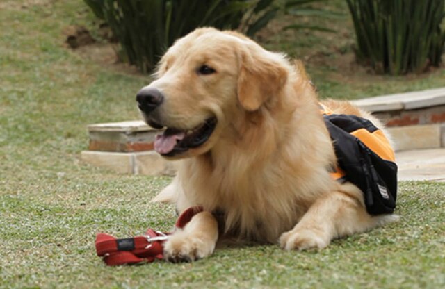 Reprodução Brasil não tem cães-guias suficientes para atender total de deficientes visuais no País.