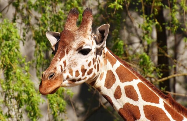 Alexa_Fotos/ Pixabay A gravidez de uma girafa costuma durar 15 meses