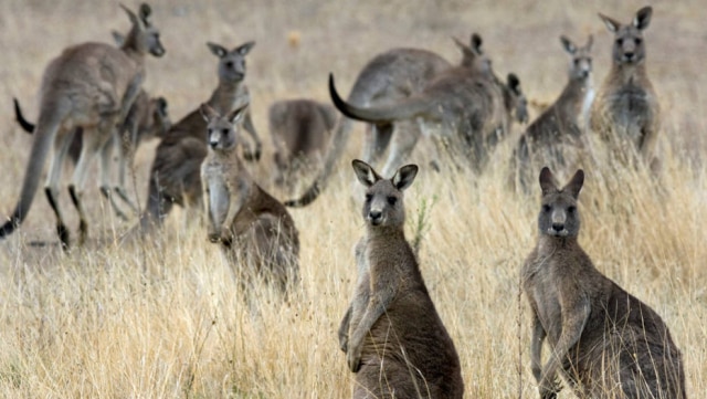 Stefan Postles / Reuters Cangurus no Departamento de Defesa de Belconnen, na Austrália.