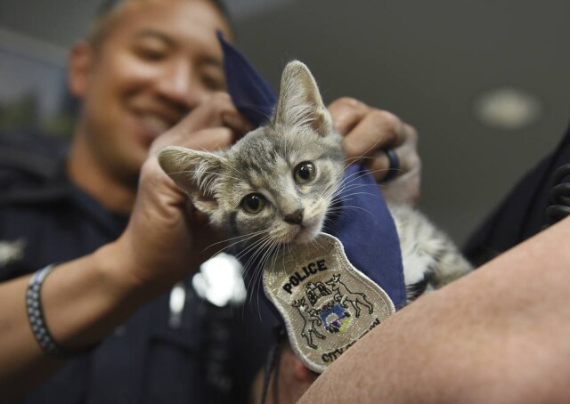 Max Ortiz/Detroit News via AP O agente John Julian veste o uniforme em Donut, o novo 'agente de patas'.