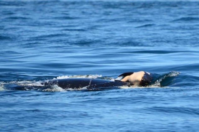 Facebook / Michael Weiss, Center for Whale Research A orca identificada como J35 está há mais de duas semanas carregando seu filhote morto enquanto viaja pelas águas do oceano Pacífico na costa noroeste dos Estados Unidos.