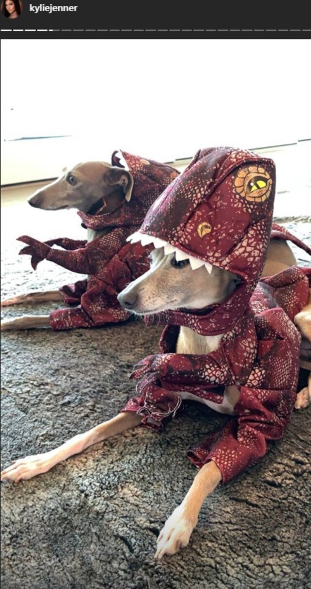 Instagram / @kyliejenner Cachorros de Kylie Jenner vestidos como dinossauros