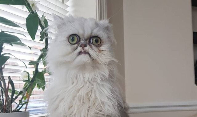 Instagram / @wilfredwarrior Gato Wilfred já conquistou mais de 110 mil seguidores no Instagram.