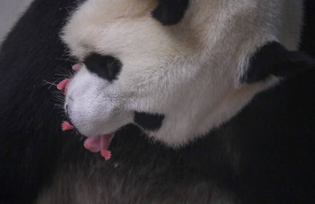Benoit Bouchez/Pairi Daiza via EFE A panda-gigante Hao Hao com um dos gêmeos que deu à luz.