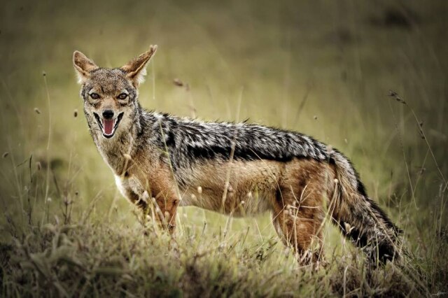 Unsplash O chacal é um animal reativo, que ataca em qualquer sinal de movimento, por isso é o símbolo da comunicação violenta.