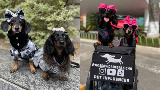 Fernanda Fioratti/@nossavidadesalsicha Amora e Framboesa, cachorras da raça Dachshund, já têm mais de 15 milhões de curtidas no TikTok com o perfil 'Nossa Vida de Salsicha'.