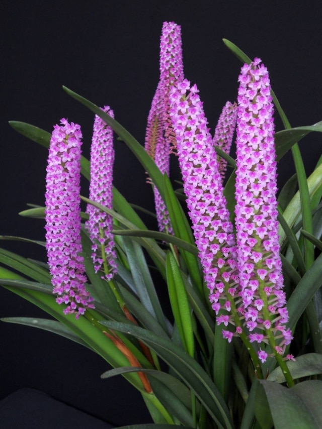 Divulgação A Arpophyllum Giganteum estará na 95ª Exposição da Associação Orquidófila de São Paulo