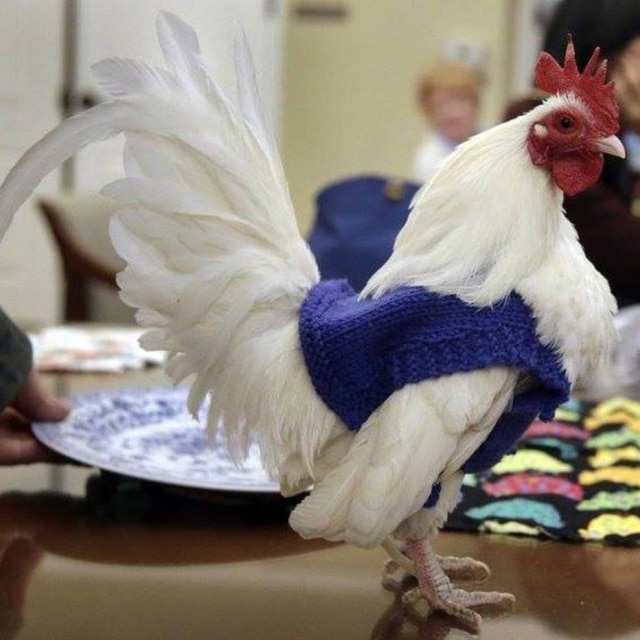 www.facebook.com/princepeep/ Galos e galinhas ganharam suéteres tricotados por aposentadas.