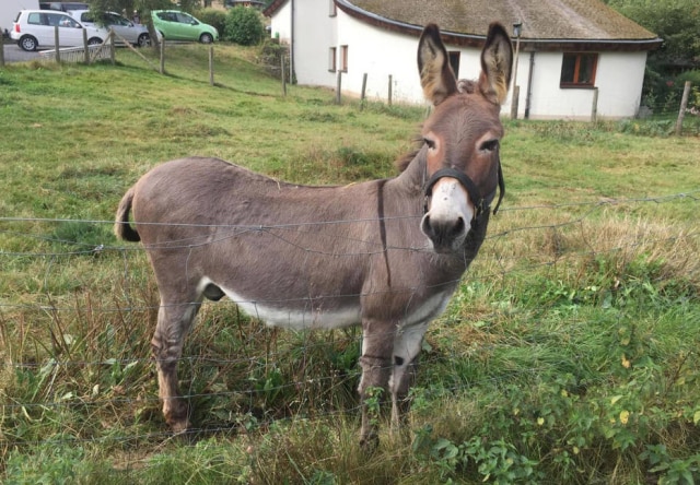 Hit Radio FFH via AP Vitus, o burro que mordeu o carro após tê-lo supostamente confundido com uma cenoura gigante.