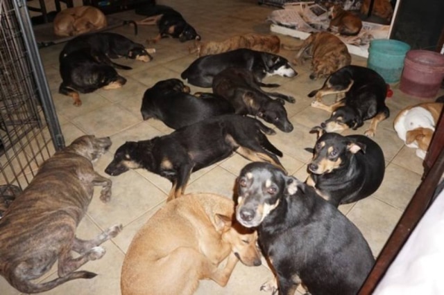 Facebook/Chella Phillips Acuados, porém protegidos, cachorrinhos dividem casa de mulher que decidiu salvá-los da ameaça do furacão Dorian.