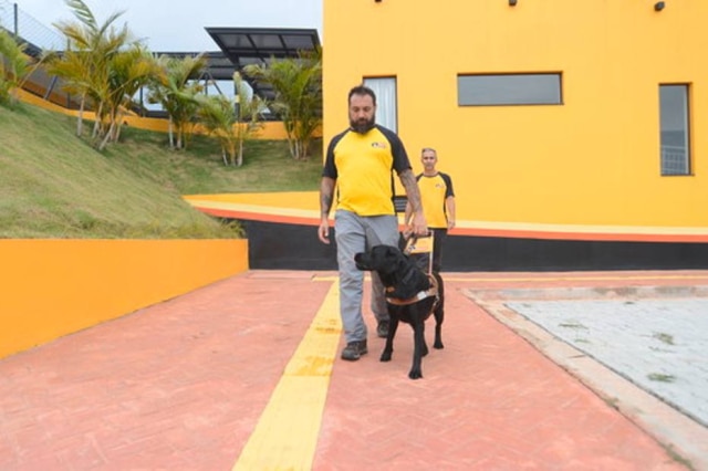 Erick Pinheiro / Instituto Magnus / Divulgação O instrutor George Harrison treina cães-guia no Instituto Magnus, um dos poucos voltados para a área no Brasil