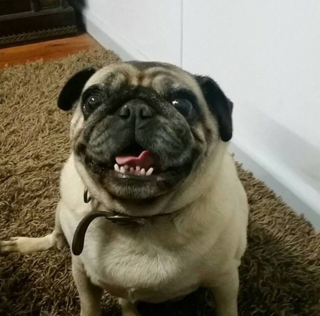 Reprodução/Facebook Essa é a Bella. Luke postou essa foto em seu Facebook para ver se alguém a tinha visto por aí...