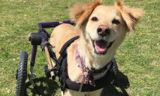 Instagram https://www.instagram.com/p/BSWxTpJBI42/?taken-by=super_scooty 'Ela é uma cadela bem feliz e bobona', diz Erica Loring, tutora de Scoopy