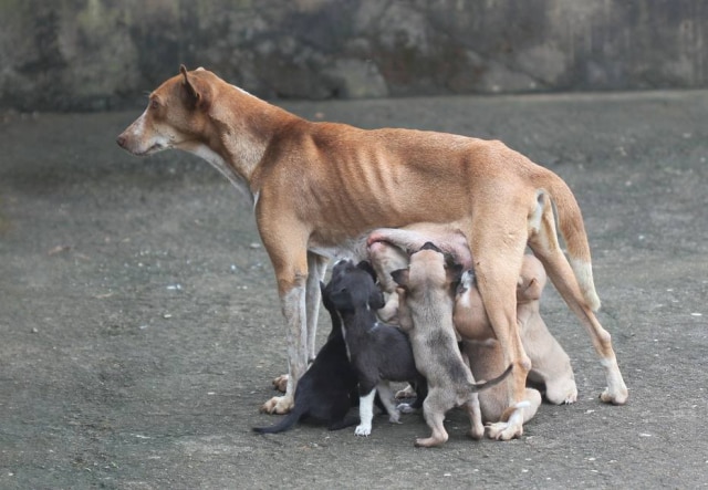 Pizabay/ wiethase Animal teve filhotes alguns dias após ensaio ser compartilhado nas redes