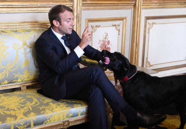 Alain Jocard/Reuters Nemo, cachorro do presidente da França Emmanuel Macron, roubou a cena ao ser flagrado fazendo xixi em uma lareira do Palácio do Eliseu