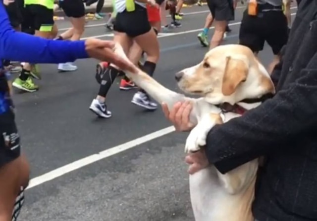 Instagram / @martygetstogo Cachorro cumprimentou competidores da maratona nova-iorquina