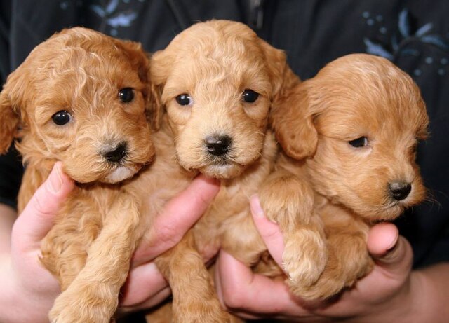 Pixabay/@Condoleeza Eleanor Rigby voltou para casa com oito filhotes (imagem ilustrativa)