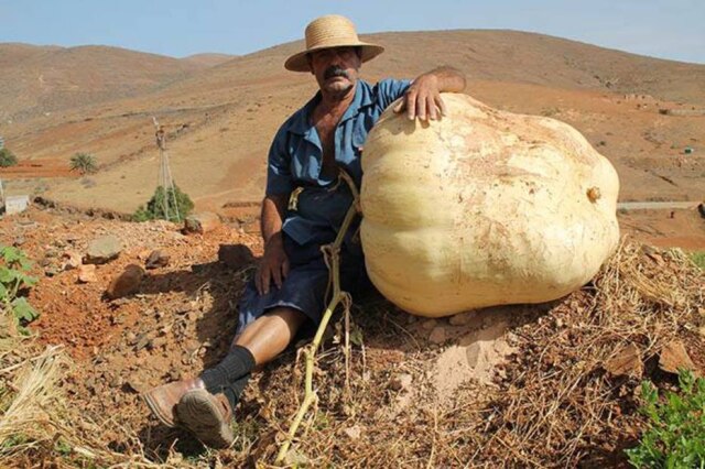 Facebook/aytoantigua Abóbora gigante foi colhida na Espanha, e ganhou fama após o Facebook da Prefeitura de Antigua publicar a foto.