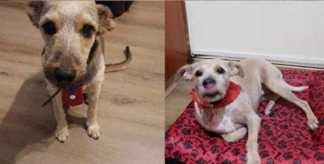 Arquivo pessoal Opie e Nina aguardam a chegada do pequeno Heitor, previsto para nascer em setembro.