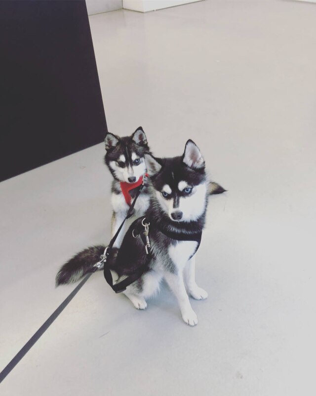 Reprodução/Instagram/@sophiet Os cães Waldo e Porky