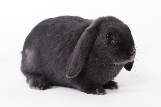 Pixabay No Brasil, a Avon já não testava seus produtos em animais há três décadas.
