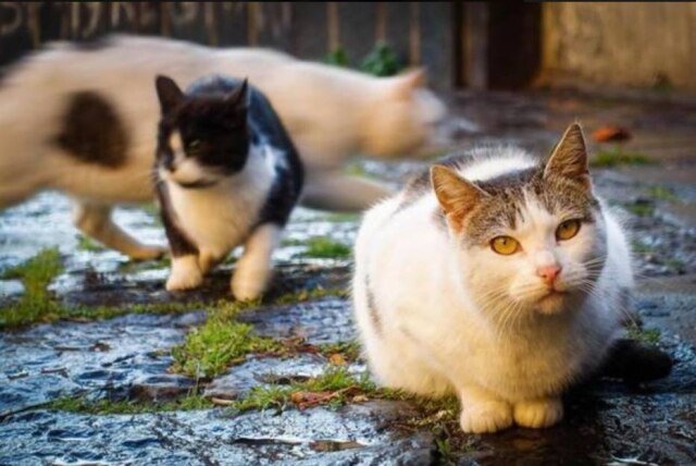ANSA Ao menos 50 gatos desapareceram da cidade de Lesignano Bagni.