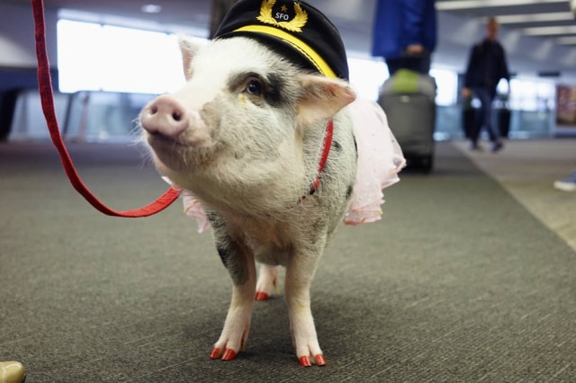 San Francisco International Airport via AP