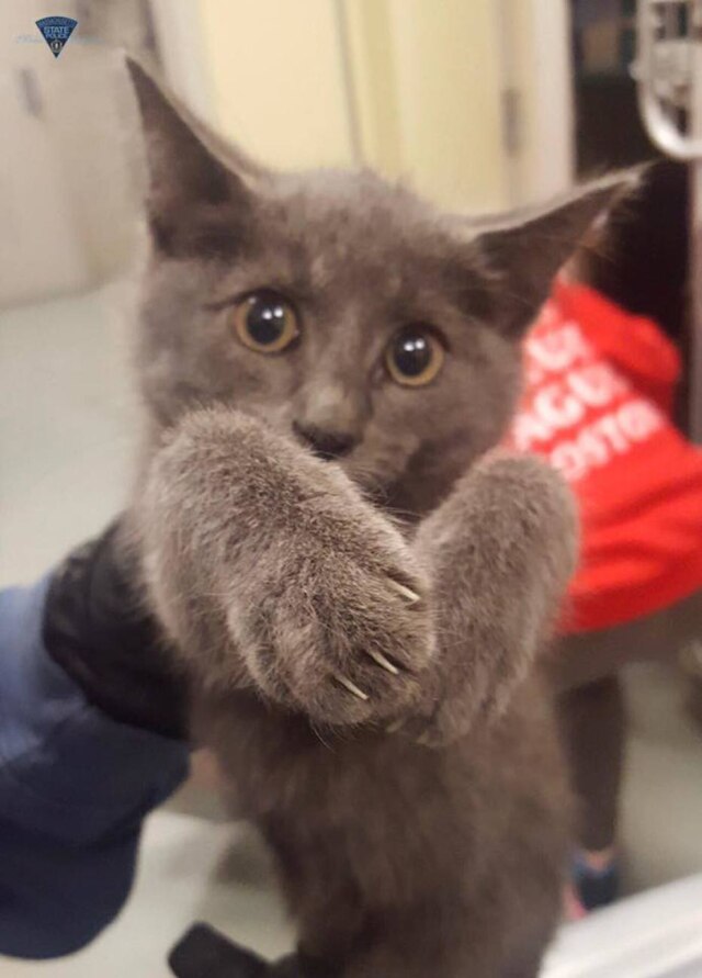 Facebook/MassStatePolice Esse gatinho foi resgatado pela Polícia de Boston, mas ainda não tem nome.