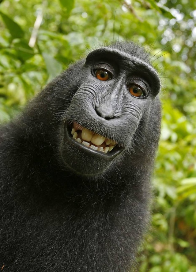 Wikimedia Commons 'Selfie' tirada por macaco que gerou disputa judicial
