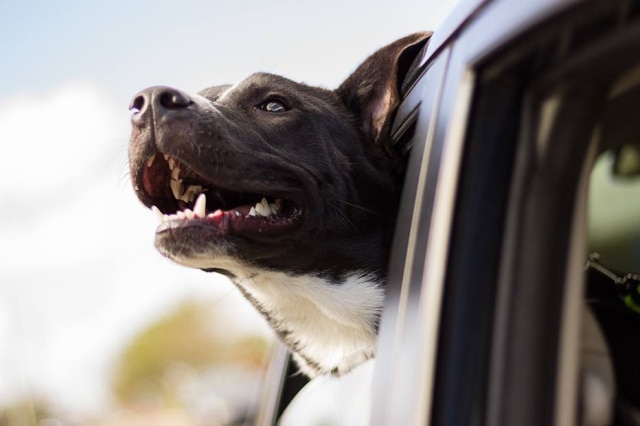 Pixabay/Free-Photos Um cachorro foi flagrado em um parque do Canadá apertando insistentemente uma buzina como se estivesse tentando chamar seus donos