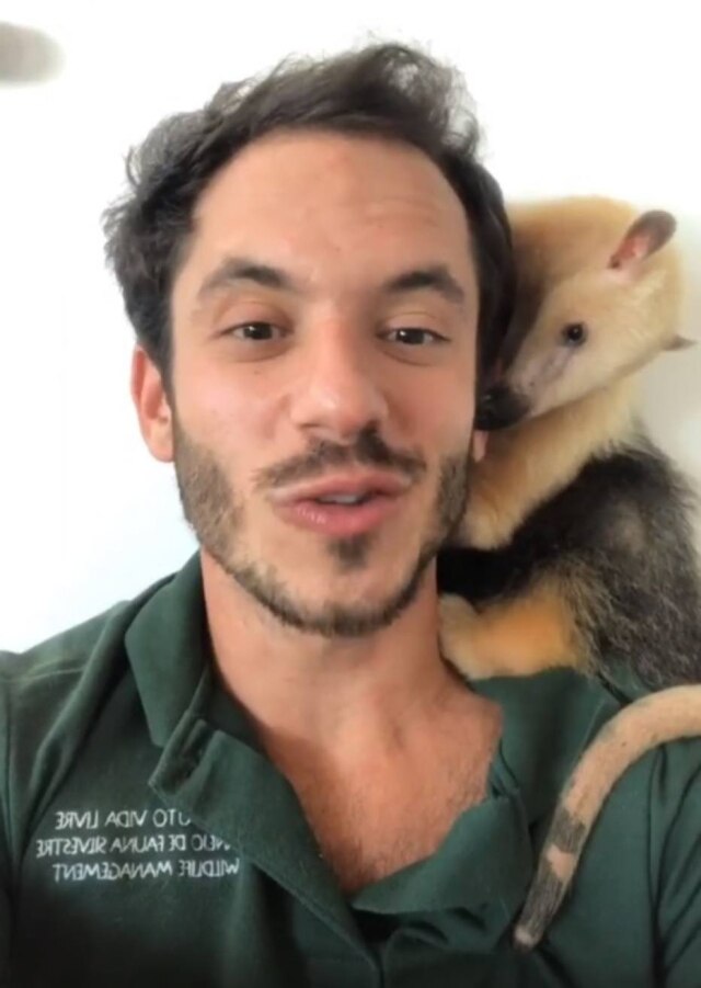 Instagram / @institutovidalivre Funcionário do Instituto Vida Livre com a pequena tamanduá Luiza.