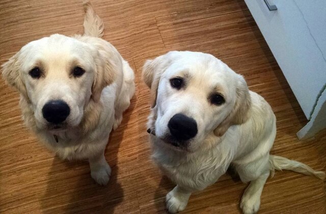 Facebook / Cheese Pups Bleu e Colby são irmãos da raça Golden Retriever.