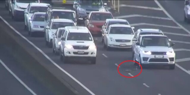 Twitter / @NZTAAkl Motoristas pararam os carros e animais patos passaram tranquilamente pela via.