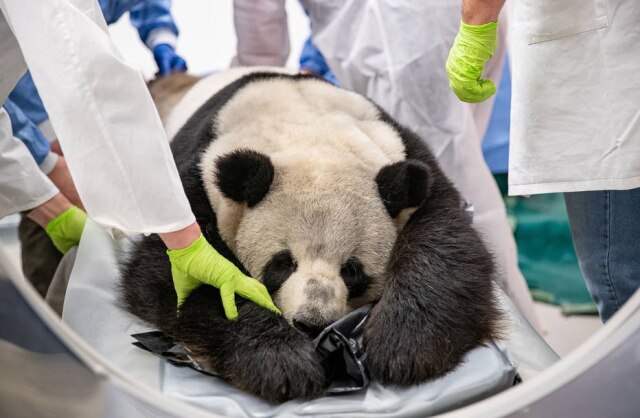 HO/Zoo Berlin/AFP O panda Jiao Qing tem nove anos e pesa 110 quilos; ele foi anestesiado para realizar o exame.