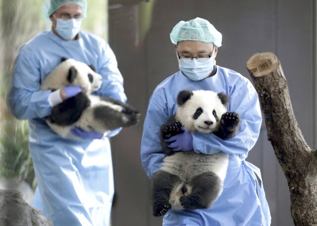 Michael Sohn / AP Filhotes de panda no zoológico de Berlim.